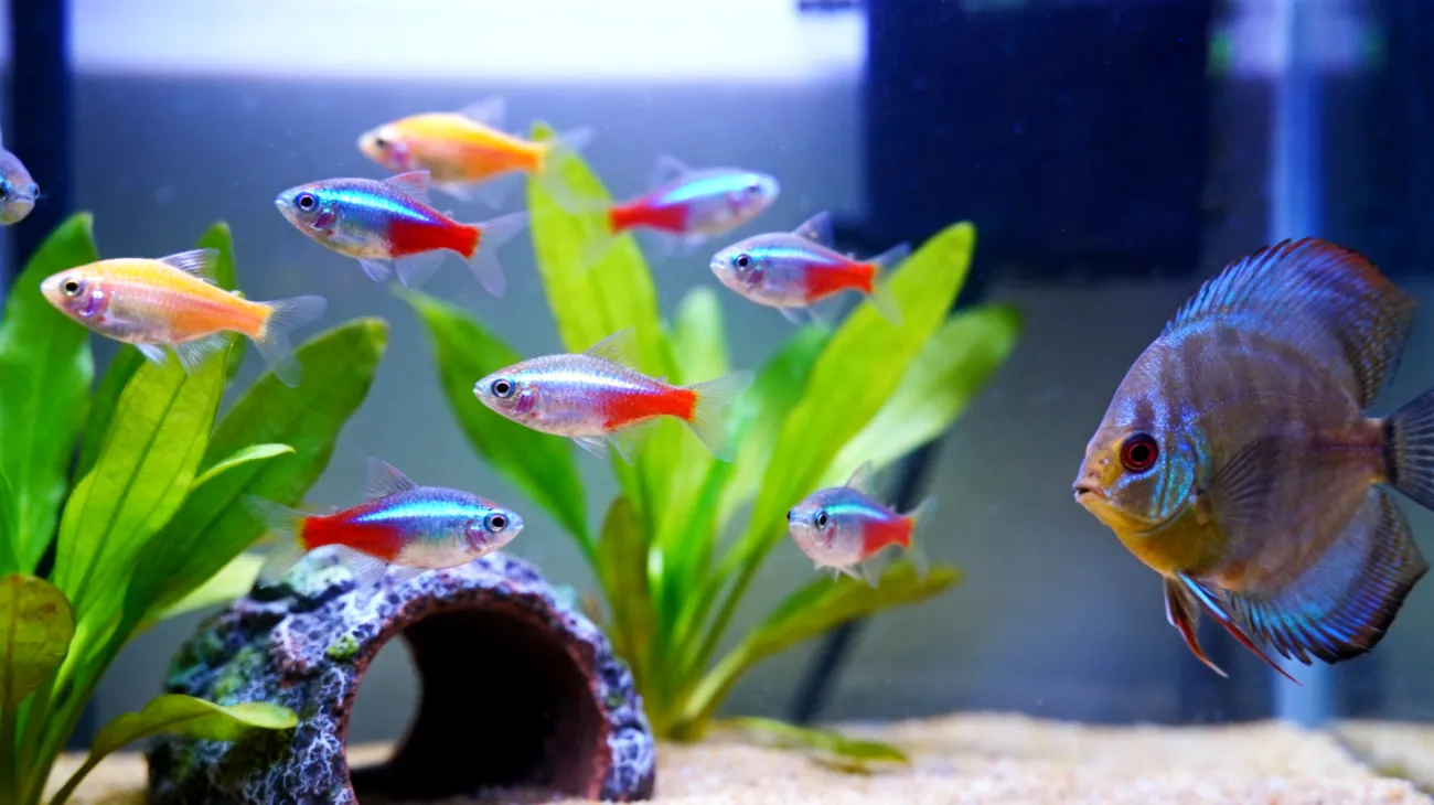 Junge Fische benötigen altersgerechte Beschäftigungsmöglichkeiten in ihrem Aquarium, um ihre natürlichen Verhaltensweisen zu entwickeln und Stress zu vermeiden"